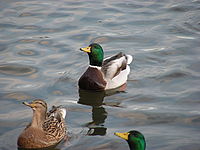 1/22 s, f/3.50, 380.00 mm, ISO: 50 | © Petr Koritina 1/22 s, f/3.50, 380.00 mm, ISO: 50