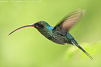 Kolibřík šedobřichý