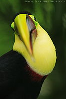 Tukan hnědohřbetý