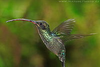 Kolibřík šedobřichý