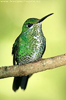 Kolibřík zelenotemenný