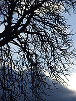 Celek, 1/200 s,  f/9.00, F/18.30 mm