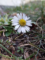 Celek, 1/34 s,  f/3.50, F/6.10 mm