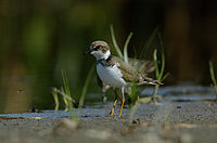 10. 600mm,  f/11, čas 1/800, ISO 200