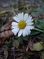 Náhled, 1/100 s,  f/2.80, F/8.00 mm
