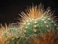 Náhled, 1/3 s, f/5.60, F/5.80 mm | © Petr Koritina Náhled, 1/3 s, f/5.60, F/5.80 mm