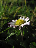 Náhled, 1/800 s, f/2.80, F/5.80 mm | © Petr Koritina Náhled, 1/800 s, f/2.80, F/5.80 mm