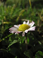 Náhled, 1/800 s, f/2.80, F/5.80 mm | © Petr Koritina Náhled, 1/800 s, f/2.80, F/5.80 mm