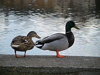 Náhled, 1/160 s,  f/5.00, F/32.00 mm, ISO: 80