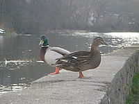 Náhled, 1/160 s,  f/5.00, F/32.00 mm, ISO: 200