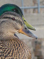 Náhled, 1/160 s,  f/5.00, F/32.00 mm, ISO: 160