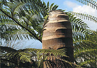 Odstíny zelené - cykas