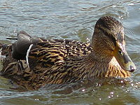 Náhled | © Petr Koritina Náhled