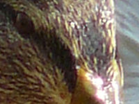 Výřez (R) | © Petr Koritina Výřez (R)