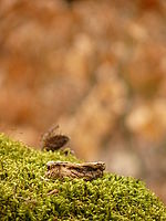 Náhled | © Petr Koritina Náhled