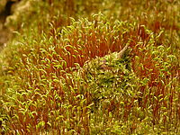 Náhled | © Petr Koritina Náhled