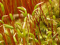 Výřez (R) | © Petr Koritina Výřez (R)