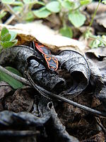 Náhled | © Petr Koritina Náhled