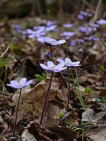 Náhled | © Petr Koritina Náhled