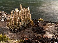 Střípky přírody 2