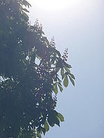 Náhled, 1/500 s, f/11.00, F/46.00 mm, ISO: 100 | © Petr Koritina Náhled, 1/500 s, f/11.00, F/46.00 mm, ISO: 100