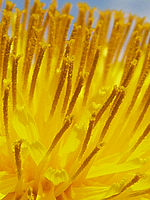 Výřez (R), 1/250 s, f/8.00, F/4.60 mm, ISO: 100 | © Petr Koritina Výřez (R), 1/250 s, f/8.00, F/4.60 mm, ISO: 100