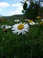 Náhled, 1/500 s, f/3.30, F/4.60 mm, ISO: 100 | © Petr Koritina Náhled, 1/500 s, f/3.30, F/4.60 mm, ISO: 100