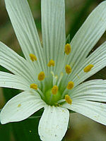 Výřez (R), 1/20 s, f/3.30, F/4.60 mm, ISO: 100 | © Petr Koritina Výřez (R), 1/20 s, f/3.30, F/4.60 mm, ISO: 100