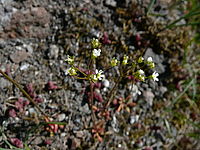 Náhled, 1/1000 s, f/3.30, F/4.60 mm, ISO: 100 | © Petr Koritina Náhled, 1/1000 s, f/3.30, F/4.60 mm, ISO: 100