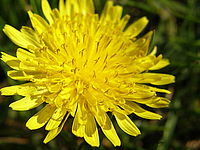 Náhled, 1/400 s,  f/3.50, F/9.84 mm, ISO: 50