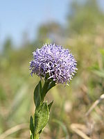 Náhled, 1/400 s,  f/3.50, F/9.84 mm, ISO: 50