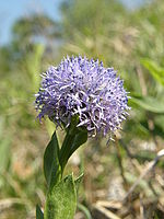 Náhled, 1/80 s,  f/8.00, F/9.84 mm, ISO: 50