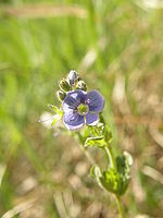 Náhled, 1/250 s,  f/3.50, F/9.84 mm, ISO: 50