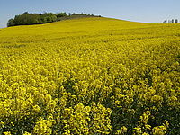 Náhled, 1/200 s,  f/8.00, F/4.68 mm, ISO: 50