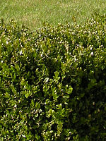 Výřez | © Petr Koritina Výřez