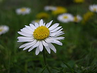 Náhled, 1/530 s, f/3.10, F/10.10 mm, ISO: 64 | © Petr Koritina Náhled, 1/530 s, f/3.10, F/10.10 mm, ISO: 64