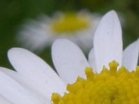 Výřez | © Petr Koritina Výřez