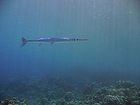 Barakuda proti hladině