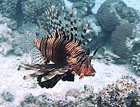 Jedovatá - do hodiny třeba k lékaři