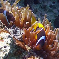 Klaun v symbioze se sasankou