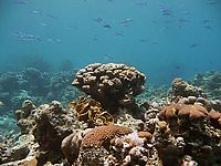 Korál proti hladině