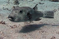 Z boku v rovině oka