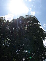 11-22; Náhled, 1/320 s,  f/9.00, F/22.00 mm, ISO: 100