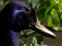 Výřez (R), 1/1600 s,  f/2.80, F/243.00 mm, ISO: 100