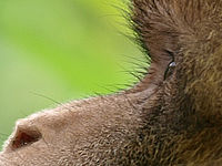 Výřez (R), 1/200 s,  f/2.80, F/250.00 mm, ISO: 100