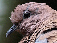 Výřez (R), 1/640 s,  f/2.80, F/250.00 mm, ISO: 800