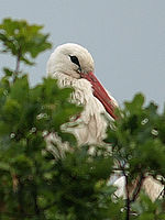 Výřez (R), 1/160 s,  f/2.80, F/250.00 mm, ISO: 100