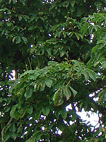 Výřez (R), 1/125 s,  f/4.00, F/5.20 mm, ISO: 80