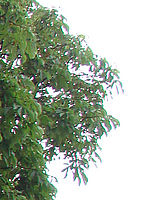 Výřez (R), 1/125 s,  f/4.00, F/5.20 mm, ISO: 80