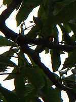 Výřez (R), 1/400 s,  f/5.60, F/78.00 mm, ISO: 80